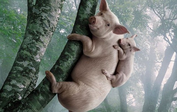 原来母猪真的会上树你见过吗